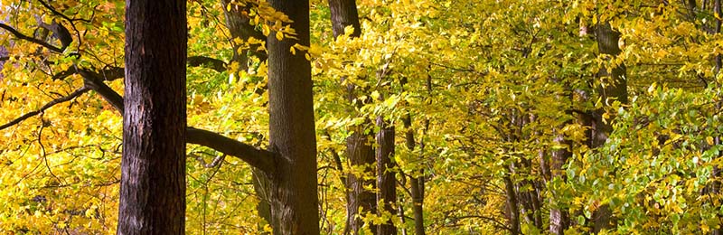 Bois de chauffage qualitÃ© chÃªne, frÃªne, hÃªtre, charme